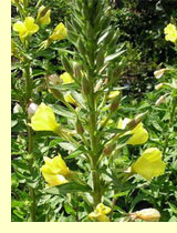 Ослинник двулетний, крокос, перелет (Oenothera biennis L.) Ослинник двулетний, крокос, перелет (Oenothera biennis L.)